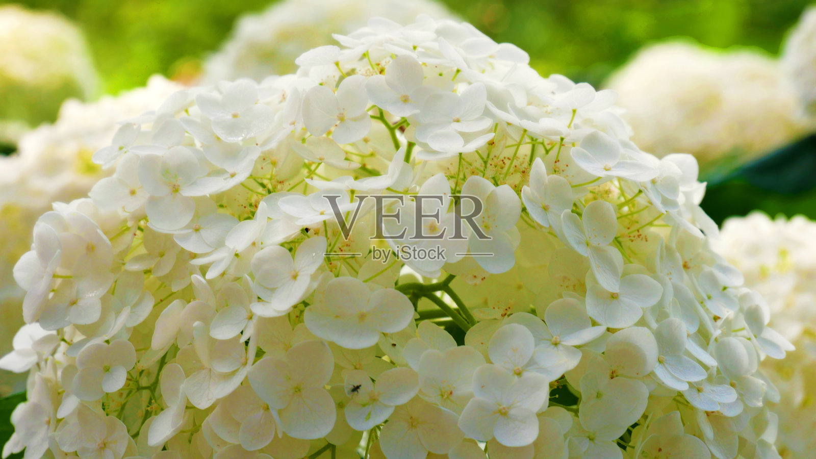 Viburnum opulus 'Roseum'花照片摄影图片