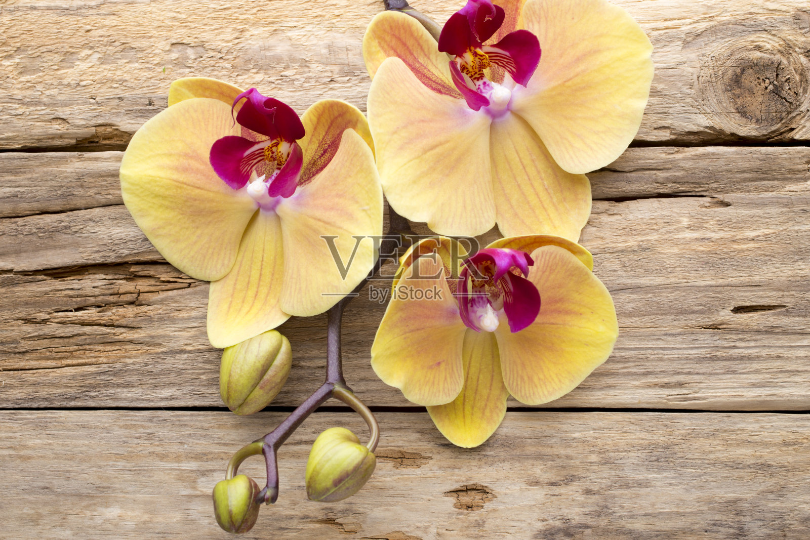 黄色的兰花。照片摄影图片