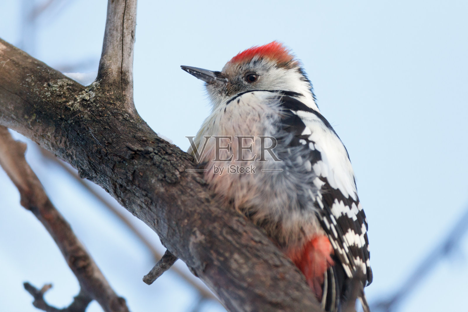 中斑啄木鸟(Dendrocopos medium)。照片摄影图片