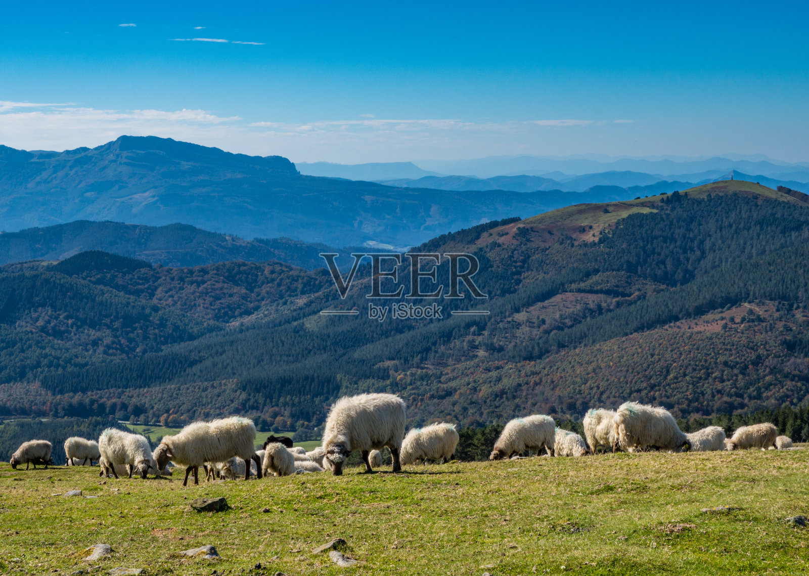 羊在山里吃草照片摄影图片