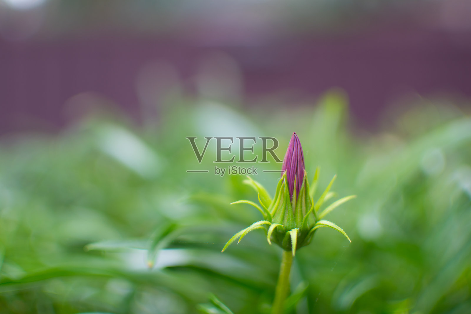 美丽的花园之花照片摄影图片