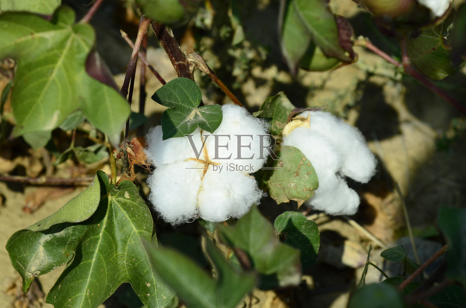 希腊、农业照片摄影图片