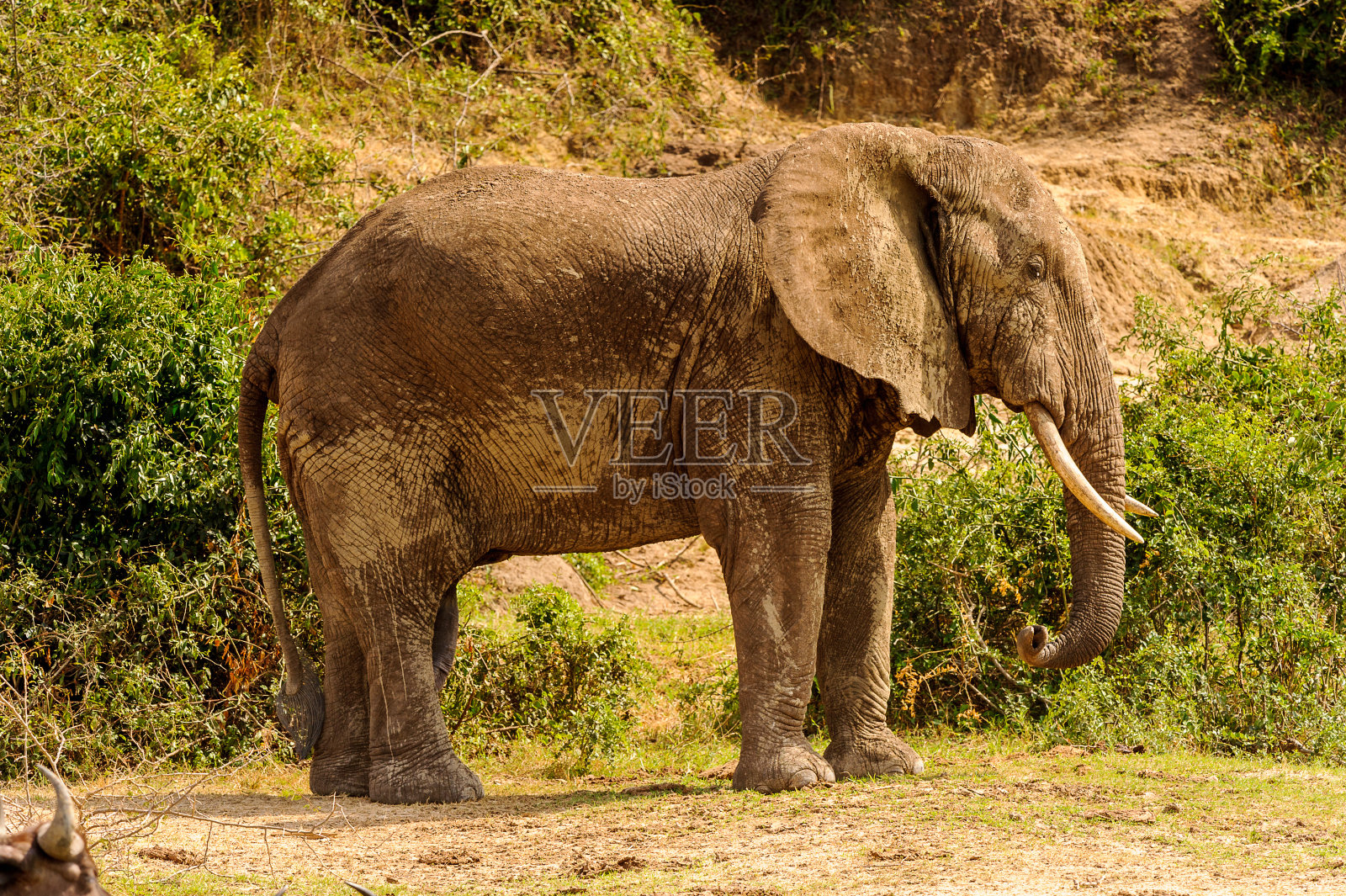 非洲乌干达的大象照片摄影图片