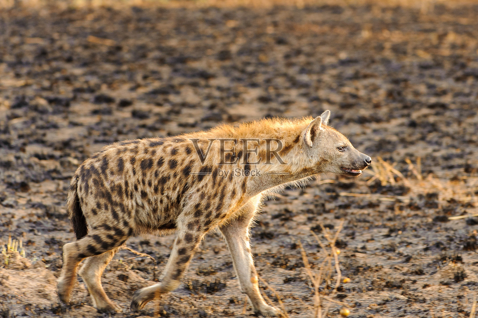 乌干达的非洲斑鬣狗照片摄影图片
