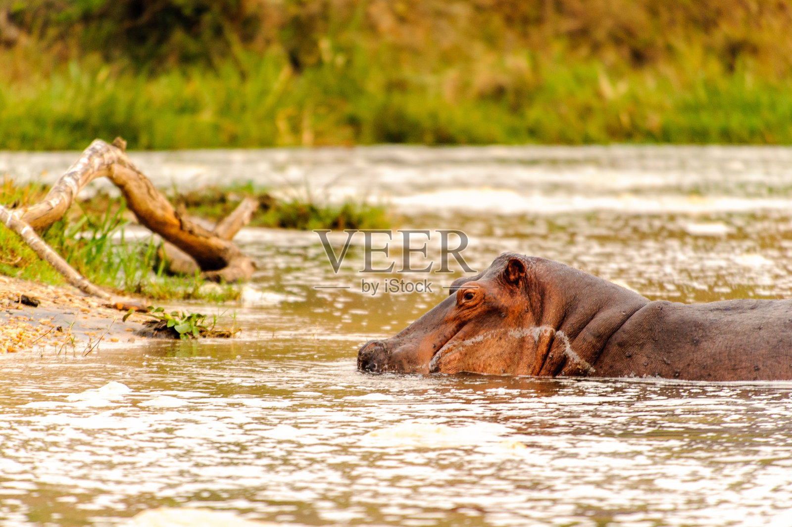 河马在非洲一条大河中游泳的画面照片摄影图片