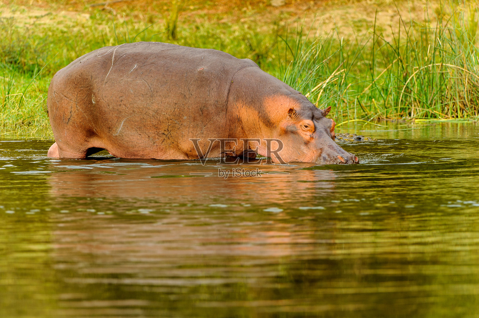 非洲乌干达河里的河马照片摄影图片