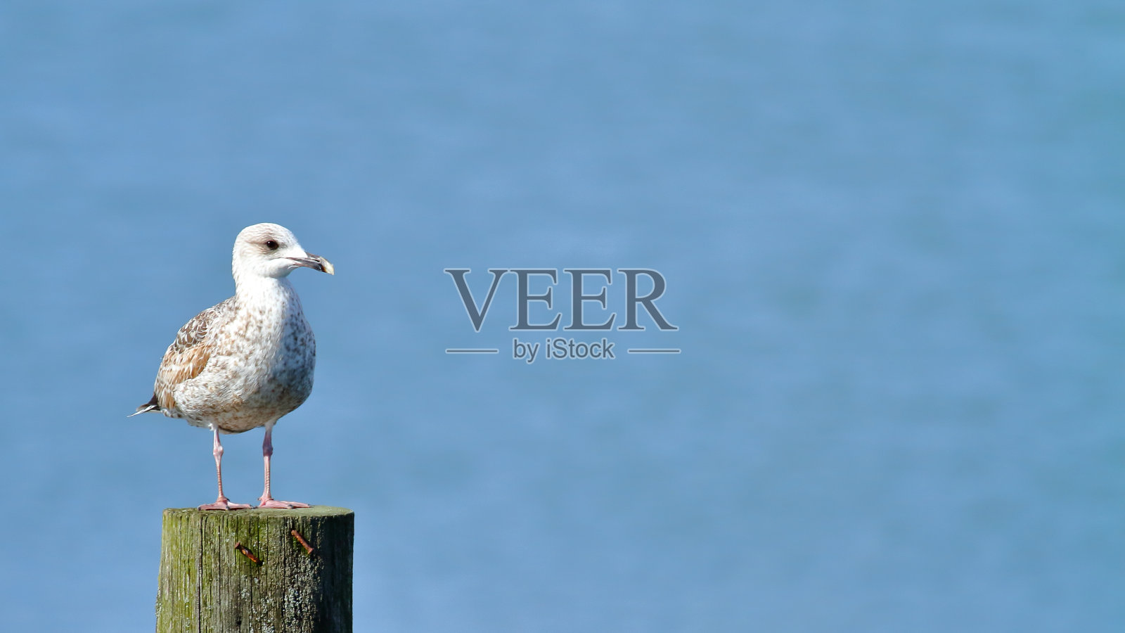 一只海鸥在杆子上照片摄影图片