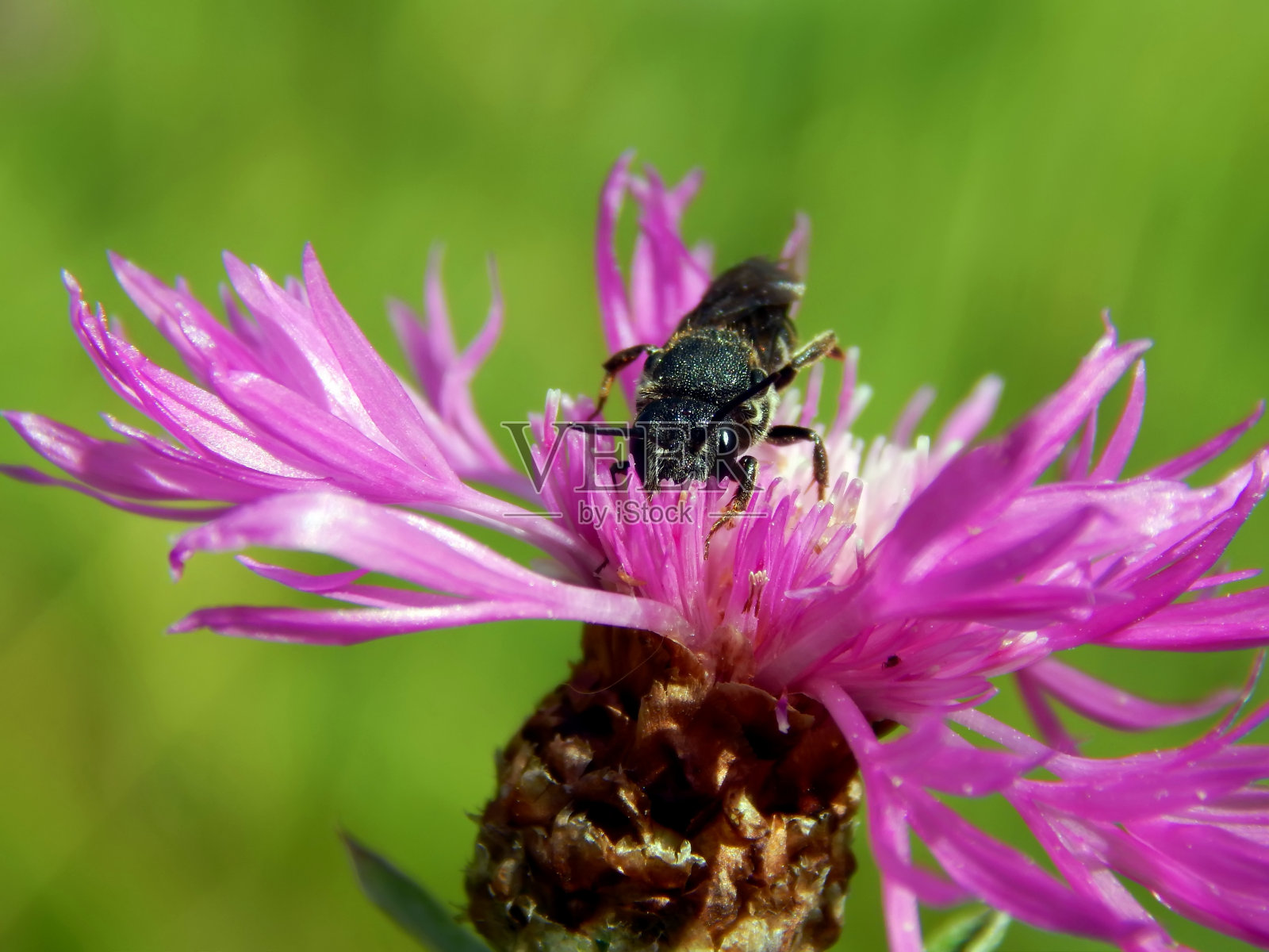 在草甸花上的甲虫昆虫特写照片摄影图片