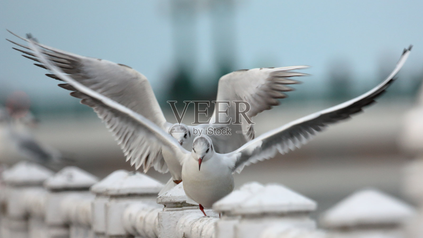 海鸥照片摄影图片