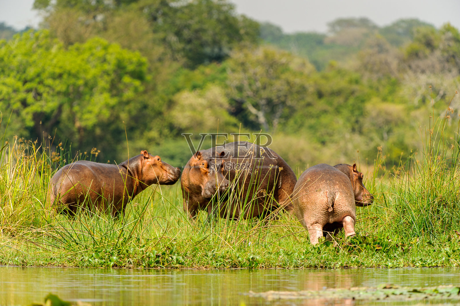 非洲乌干达的河马照片摄影图片