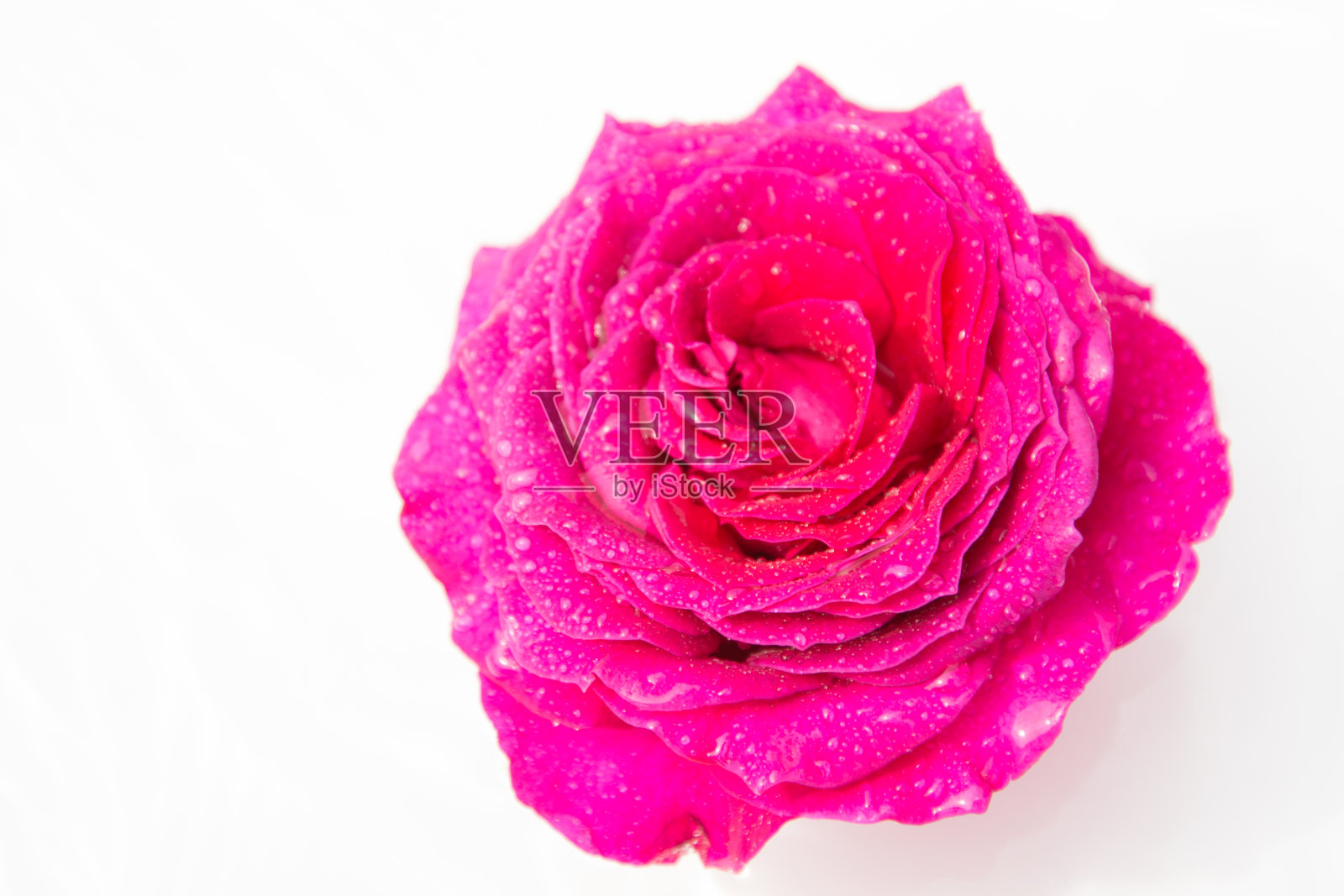 玫瑰花朵。白色背景。照片摄影图片