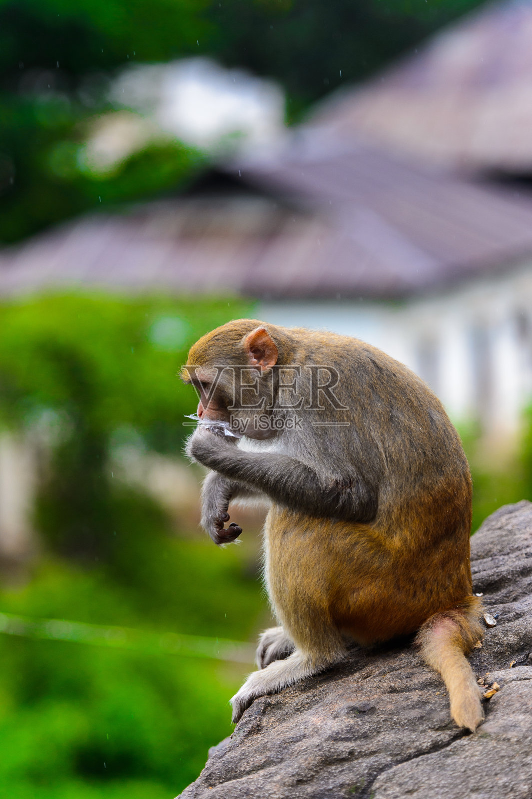 缅甸的缅甸猴照片摄影图片