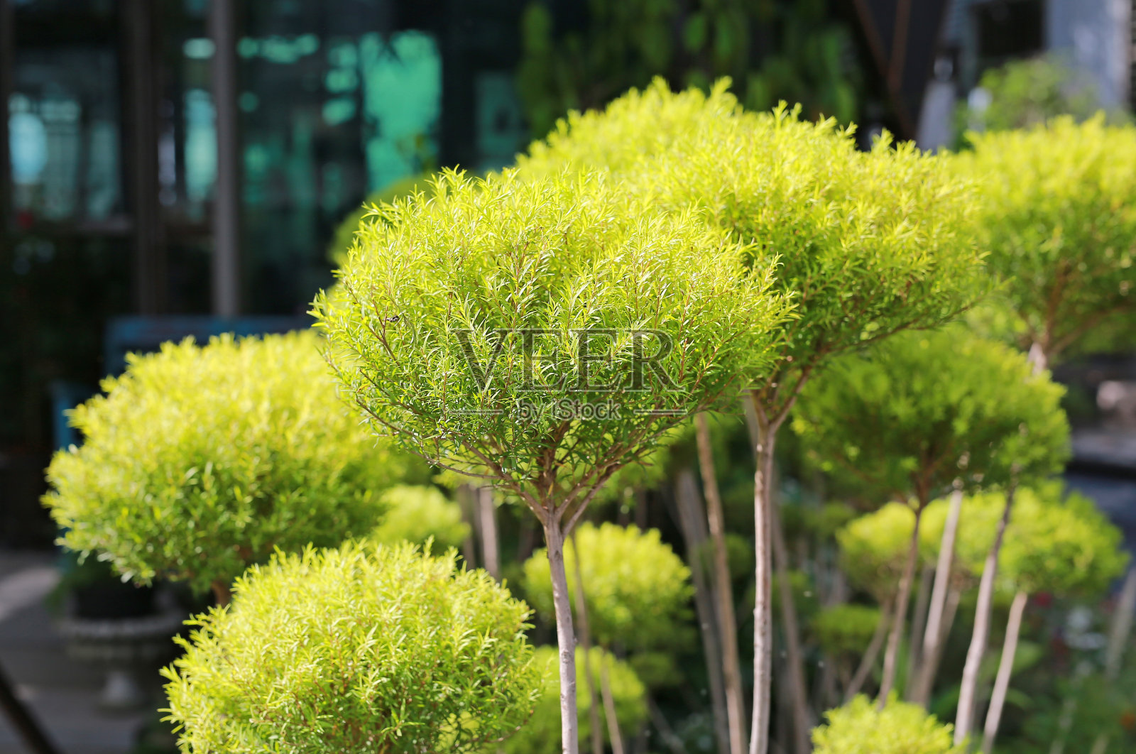 白千层属灌木bracteata树。照片摄影图片