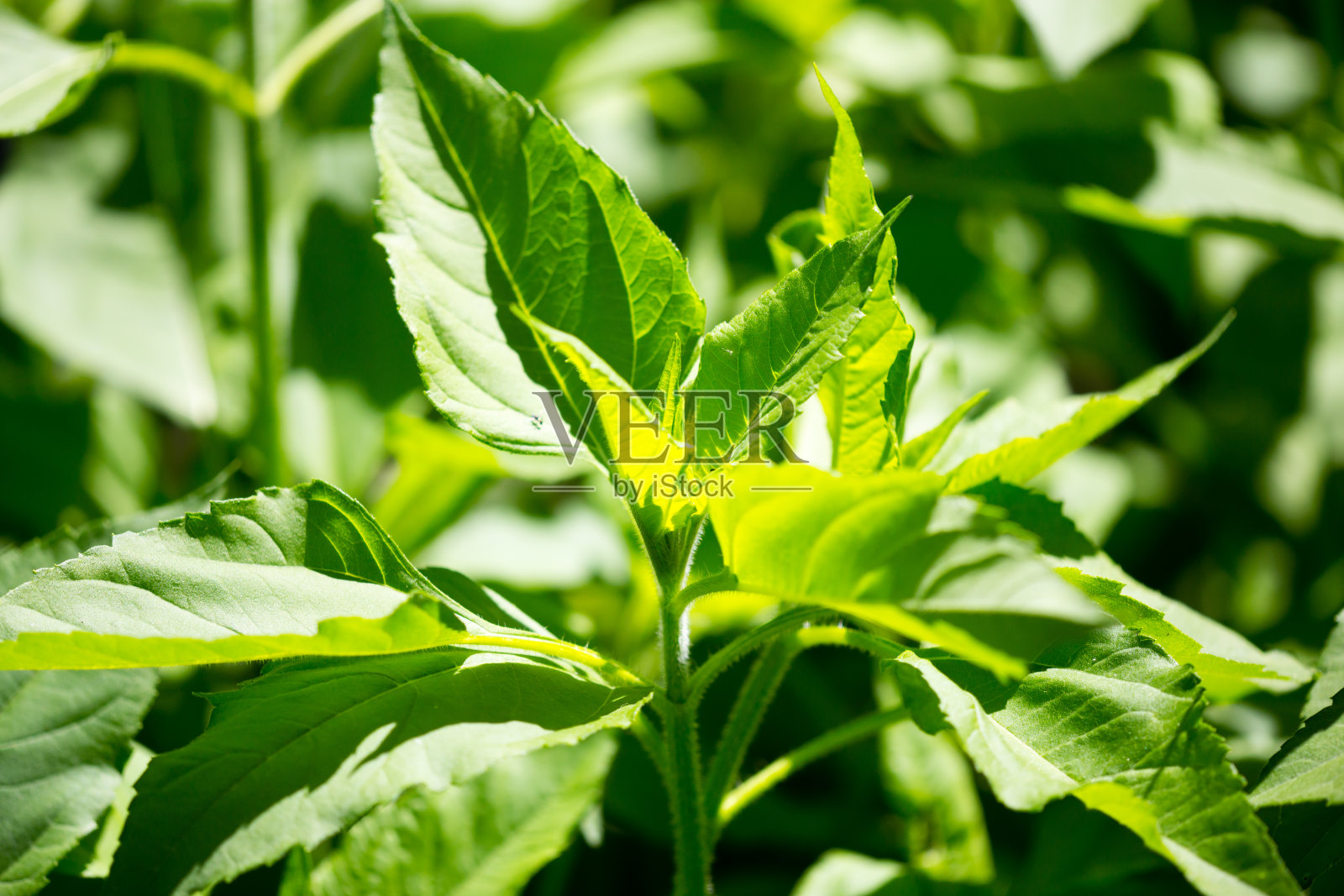 天然的菊芋绿叶照片摄影图片