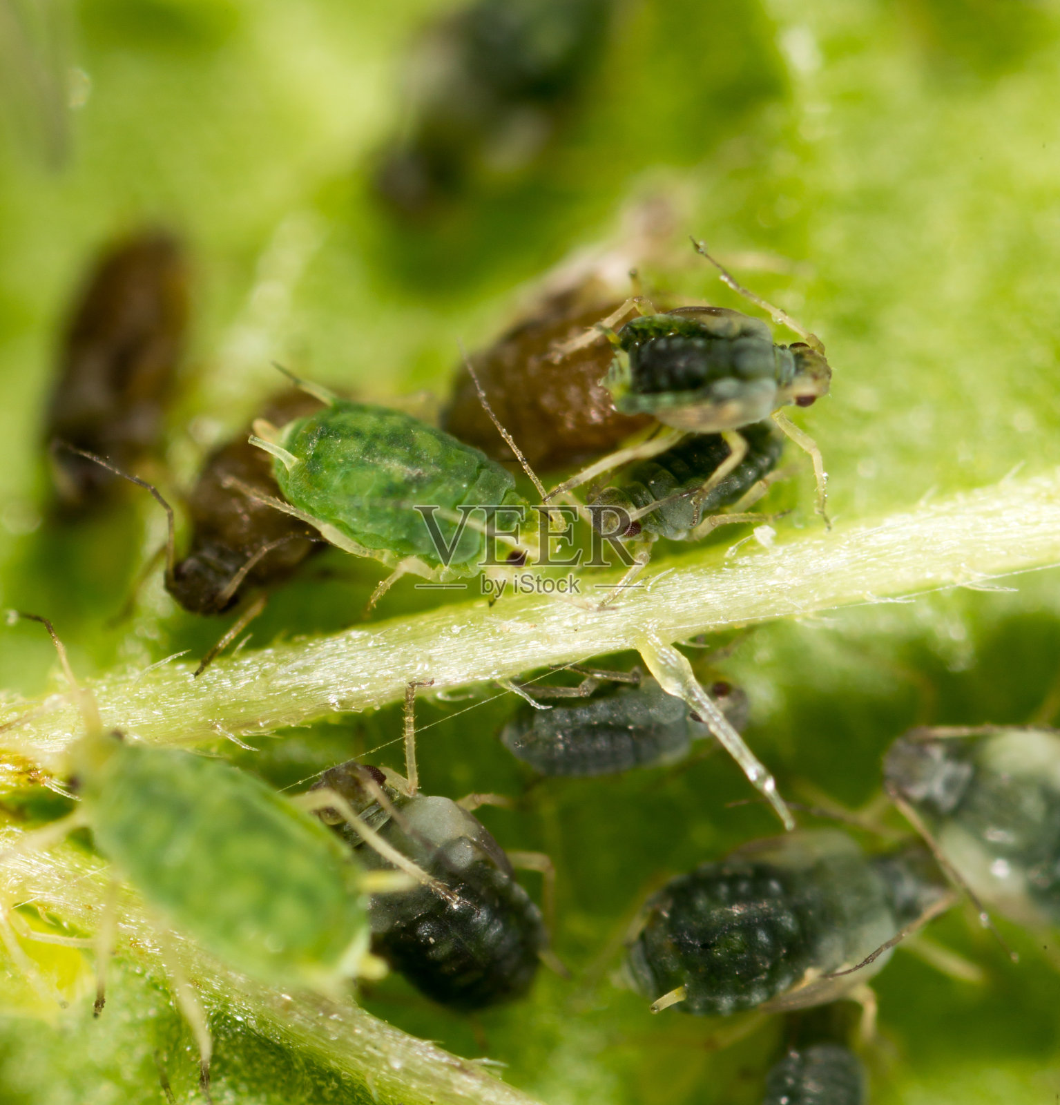 自然界绿叶上的蚜虫照片摄影图片