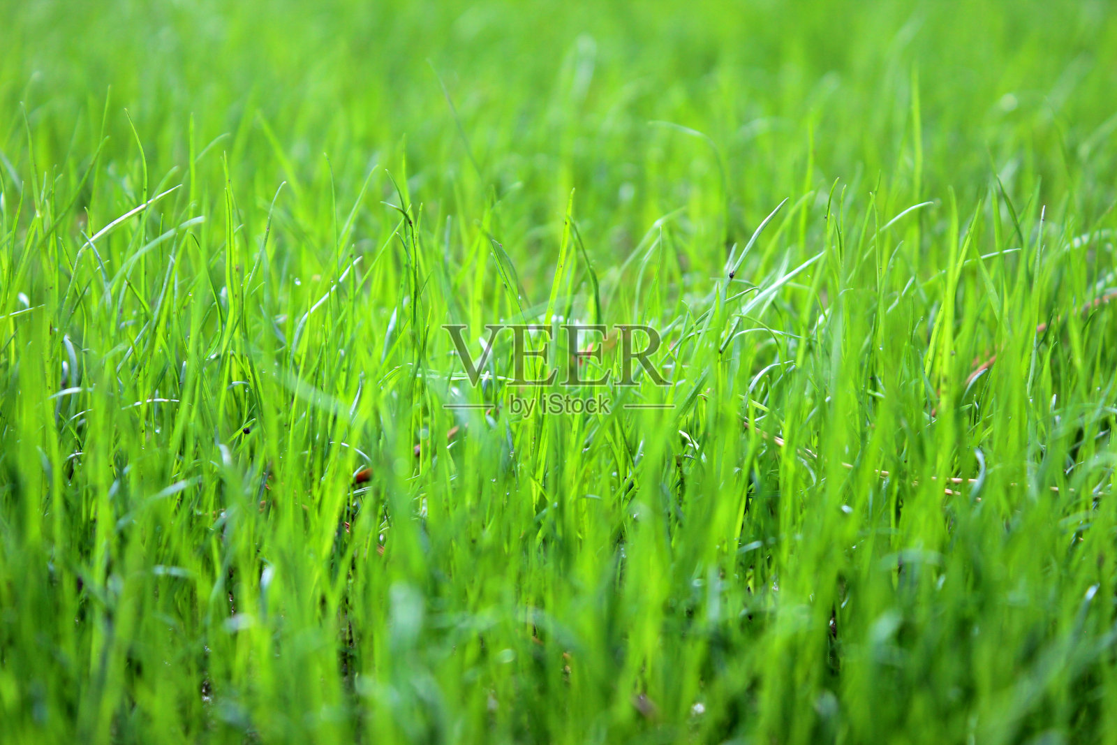 近距离的新鲜厚草照片摄影图片