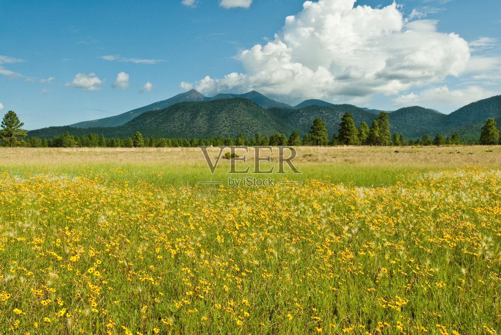 向日葵草地和旧金山山峰照片摄影图片