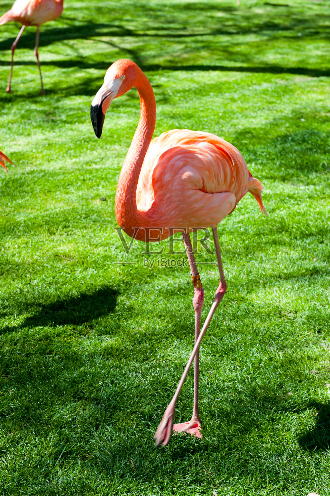 西班牙马德里动物园里的粉红色fla照片摄影图片