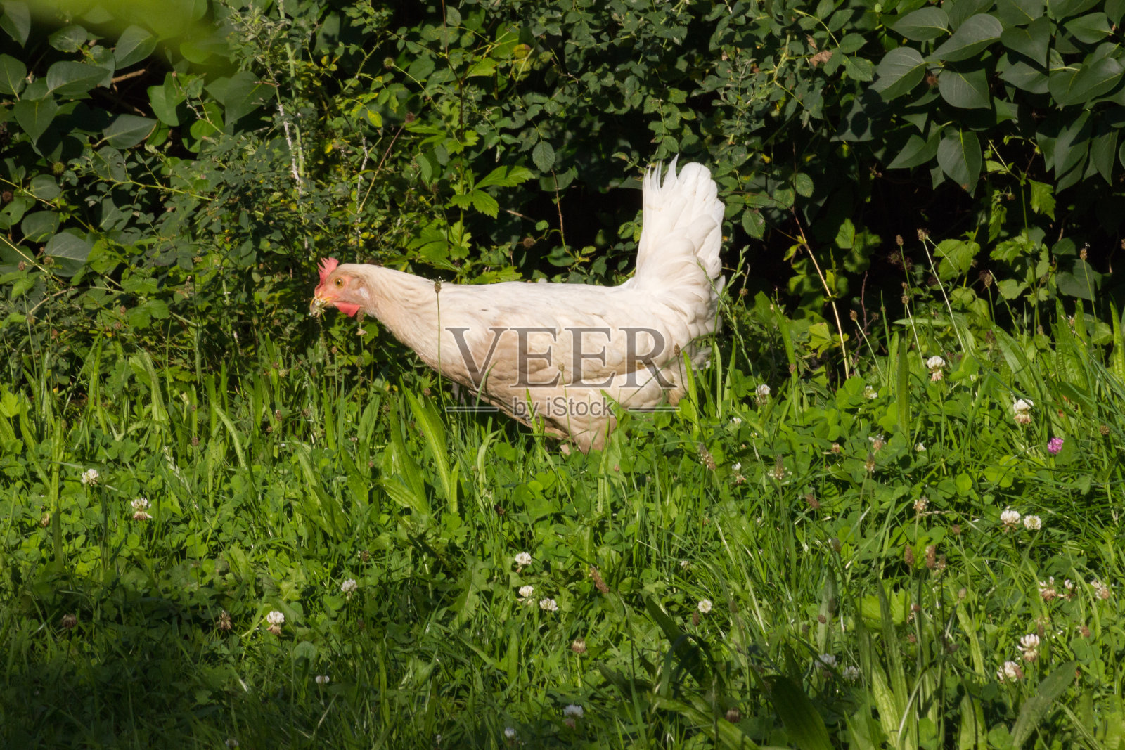 7月一个阳光明媚的晚上，德国南部乡村的农舍花园里的鸡照片摄影图片