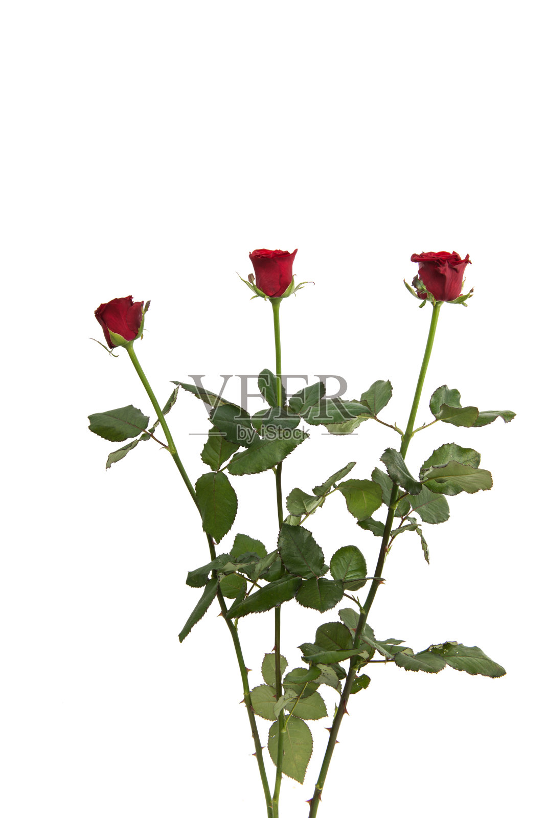 红玫瑰孤立照片摄影图片