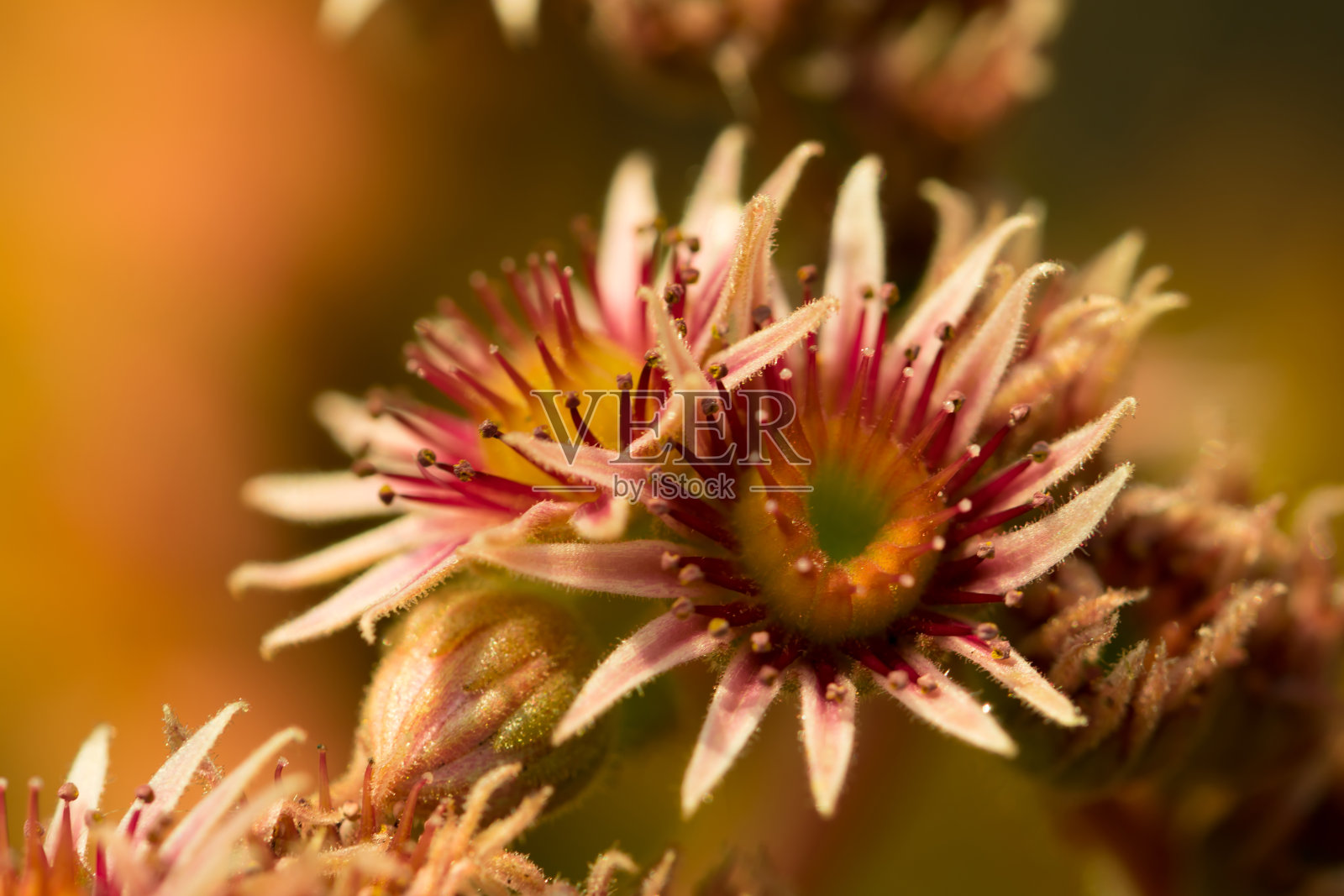 盛开的一种花，常青藤，阿尔卑斯山的植物。照片摄影图片