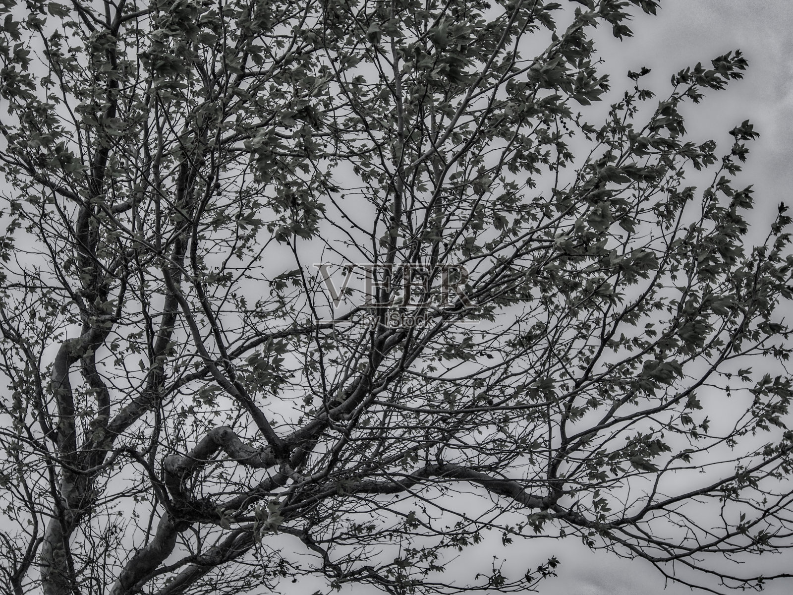 树的剪影黑色和白色照片摄影图片