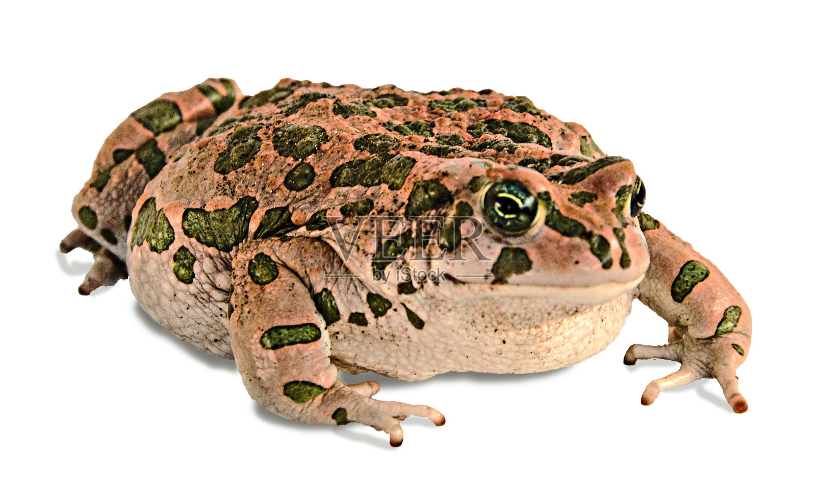 白色背景上的蟾蜍照片摄影图片