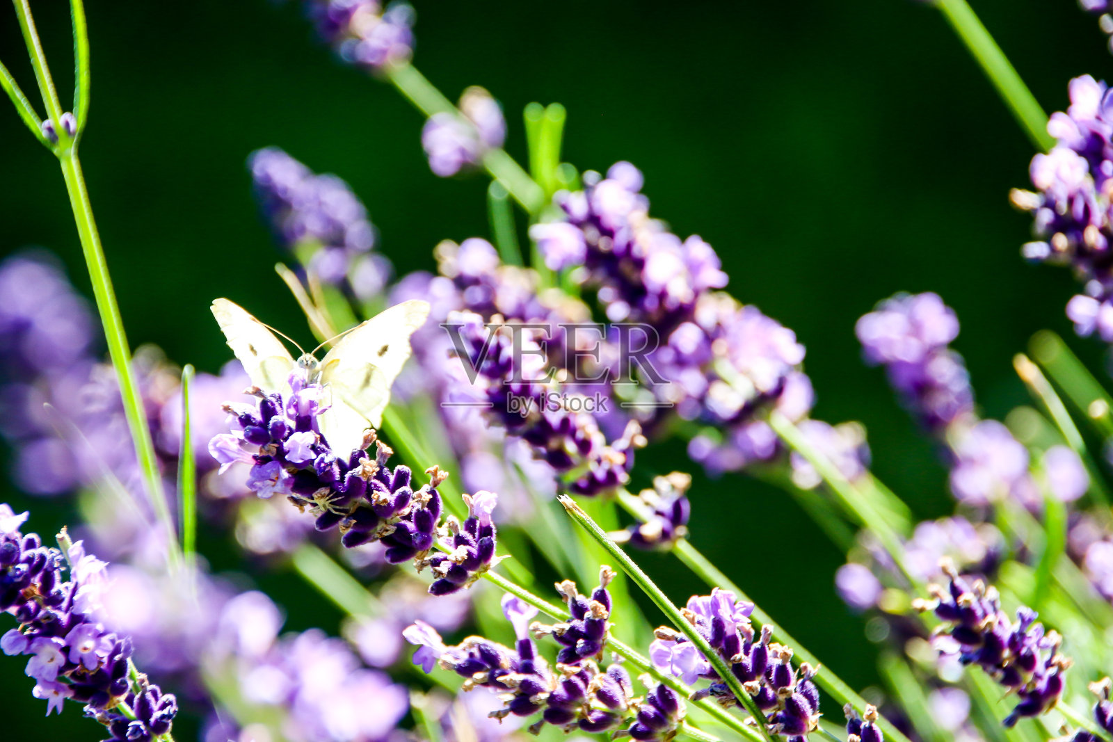 薰衣草上的蝴蝶照片摄影图片