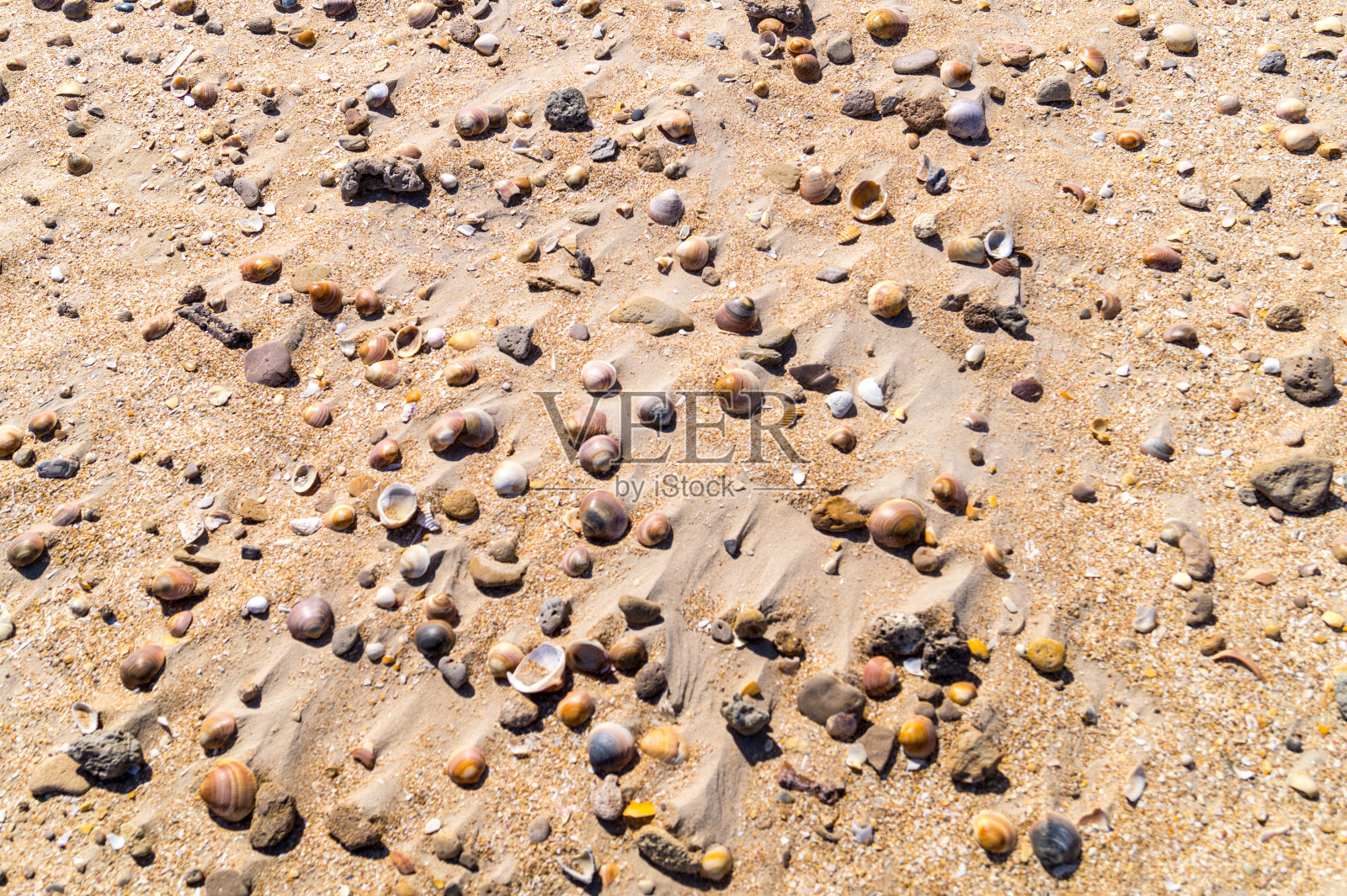 暴风雨后海滩上的贝壳照片摄影图片