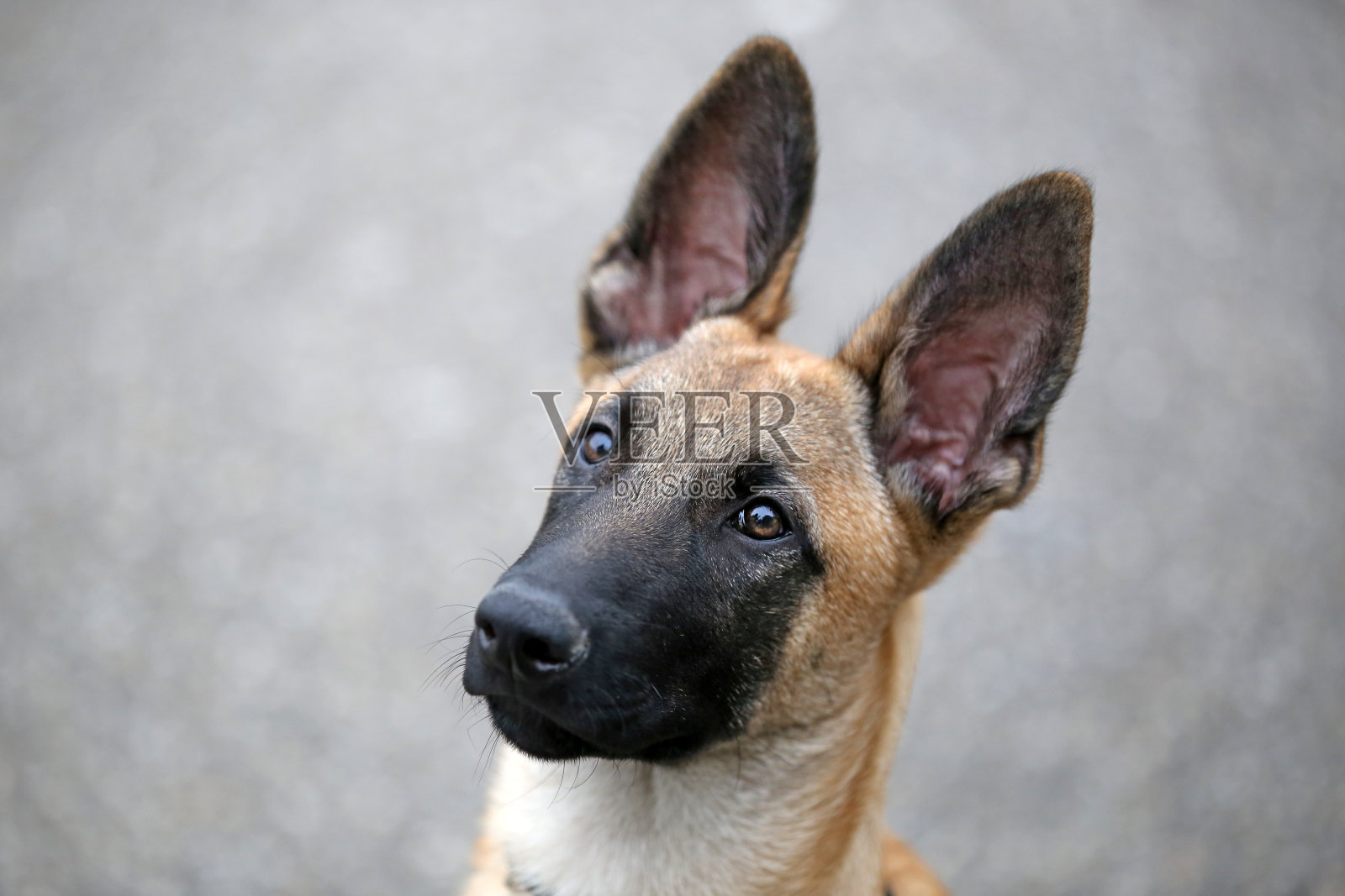 比利时牧羊犬照片摄影图片