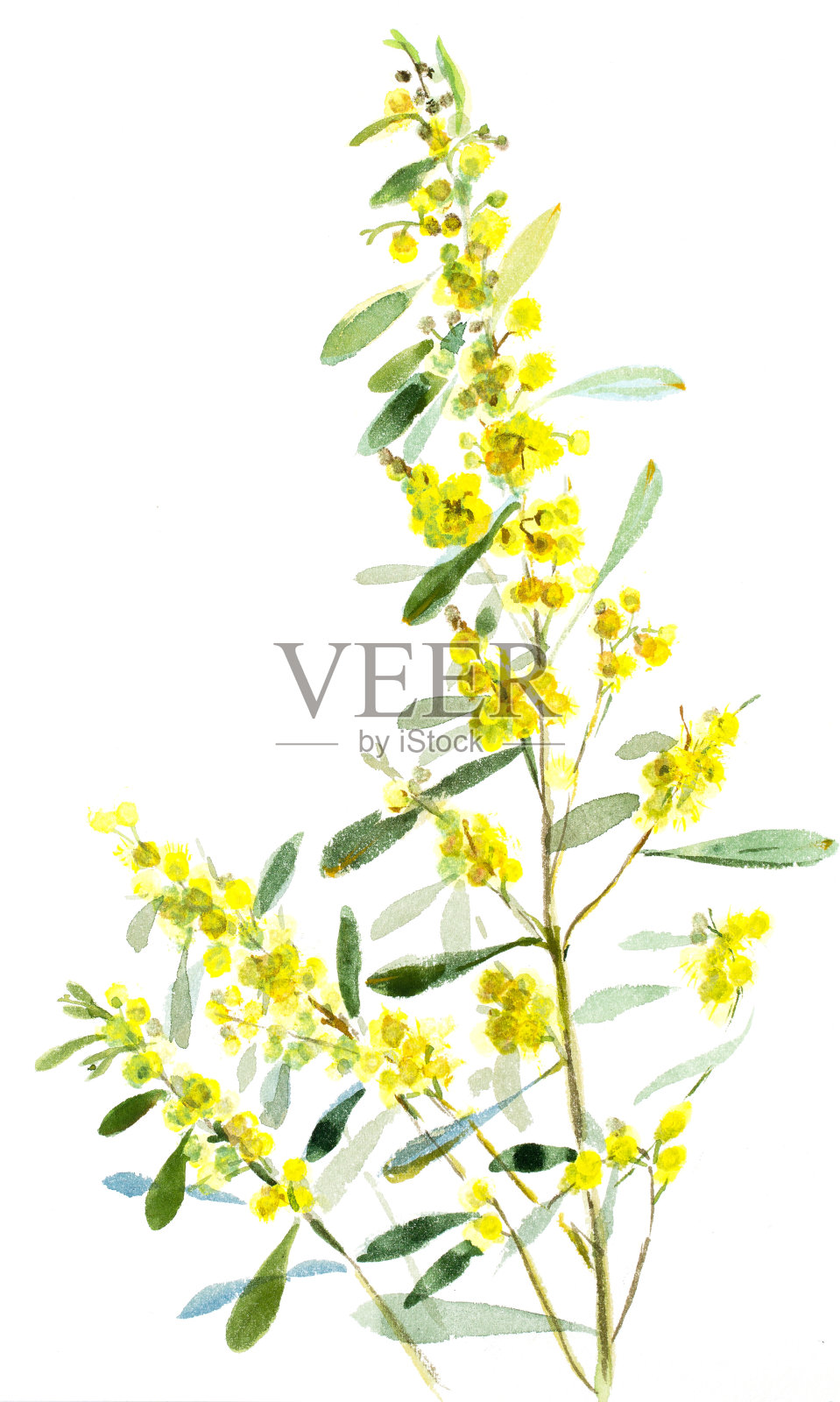 水彩水果和花插画图片素材