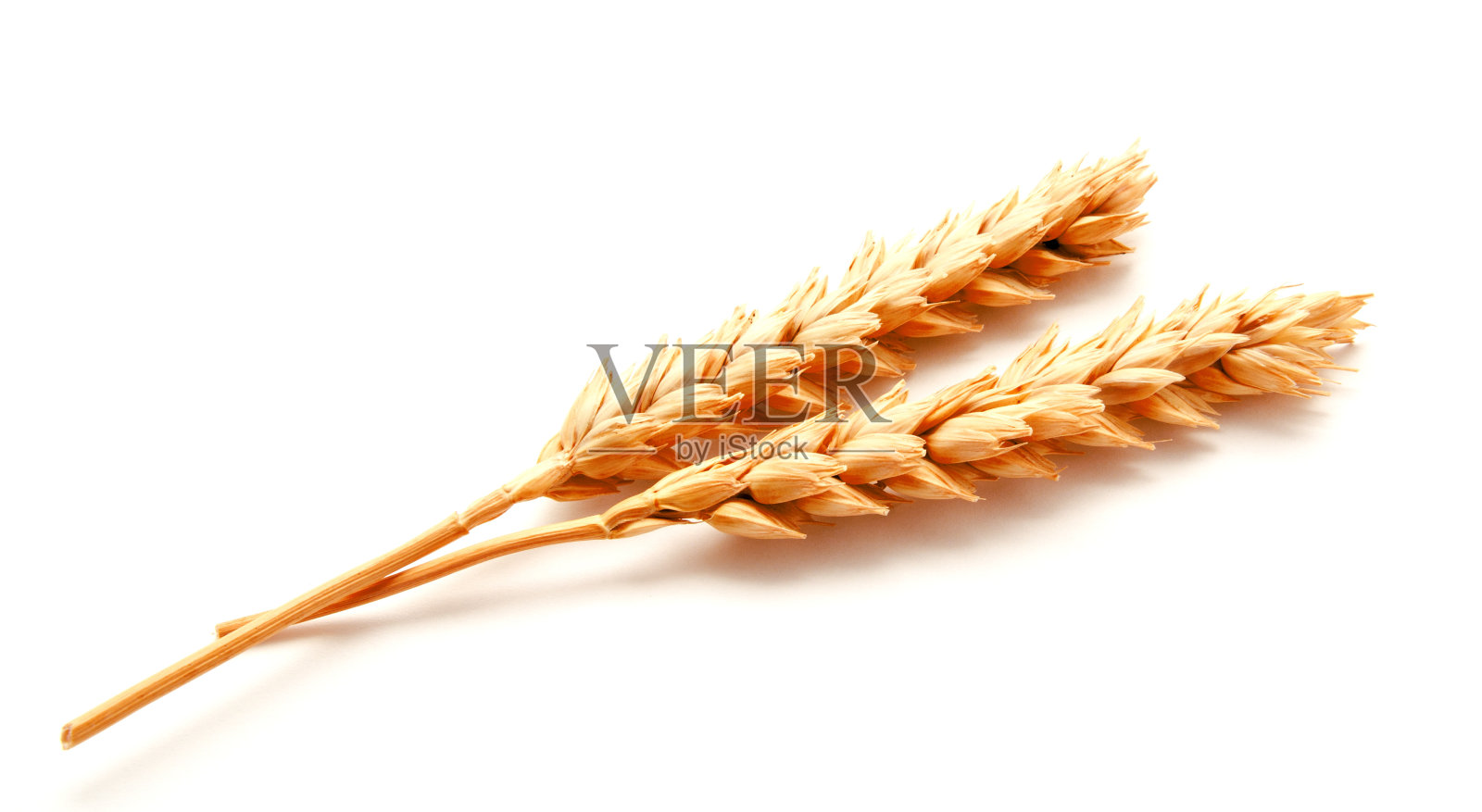 小麦穗和种子孤立在白色背景上照片摄影图片