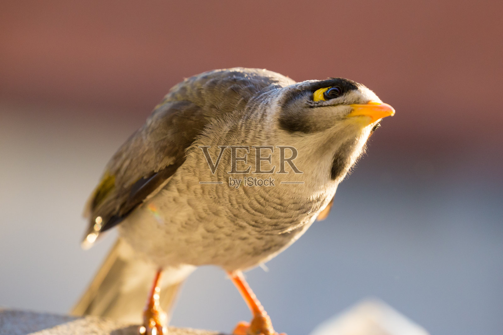 一只好奇的澳大利亚聒噪矿工鸟或蜜鸟在寻找食物照片摄影图片