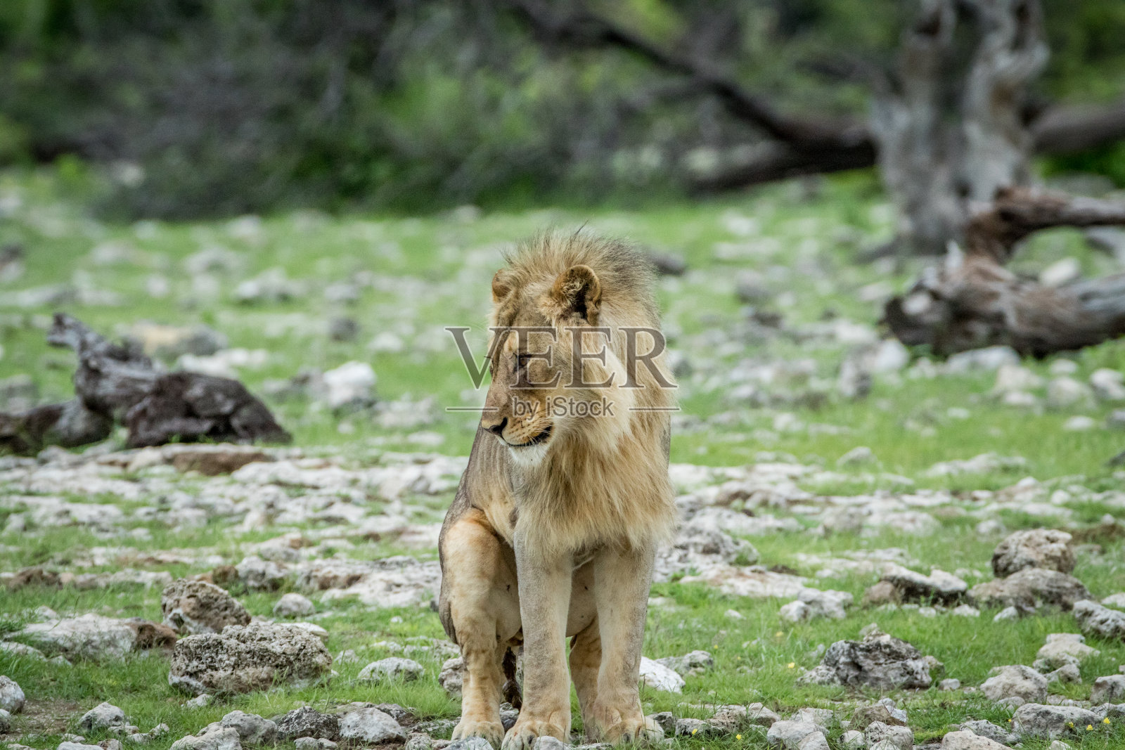 年轻的雄狮在做他的生意。照片摄影图片