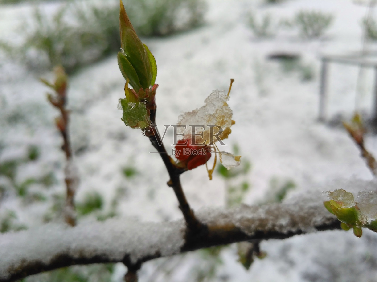 春雷过后，雪开花。照片摄影图片