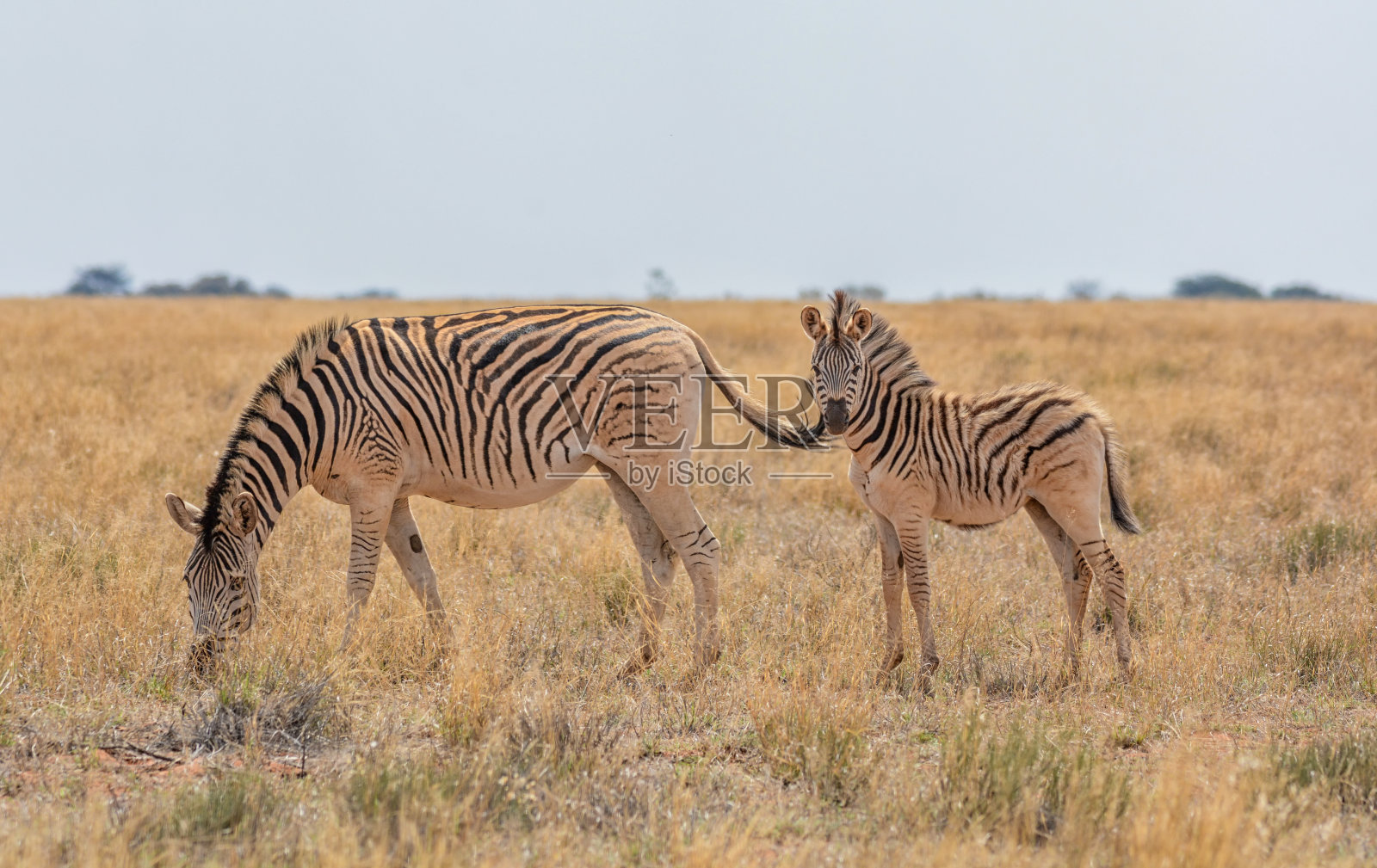 斑马妈妈和小马驹照片摄影图片