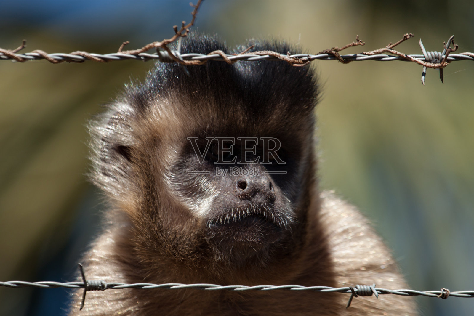 铁窗后:一只野生卷尾猴(Sapajus apella)发现了一个带刺的铁丝栅栏。照片摄影图片