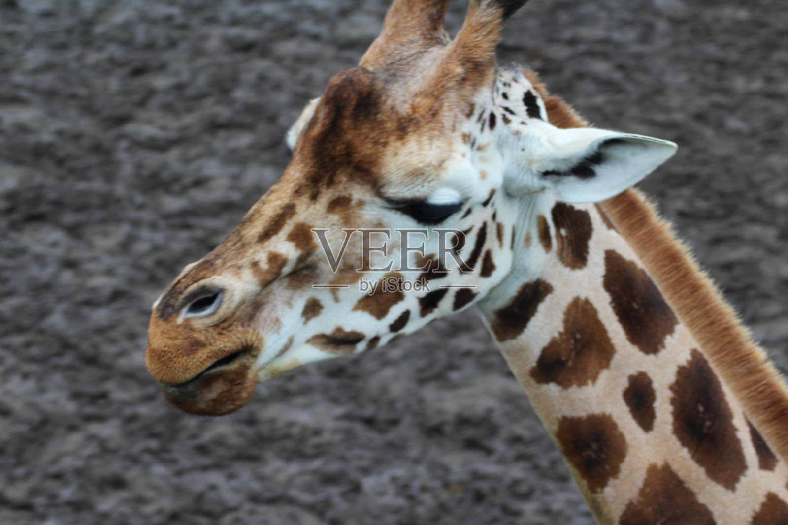 北方长颈鹿(长颈鹿)照片摄影图片