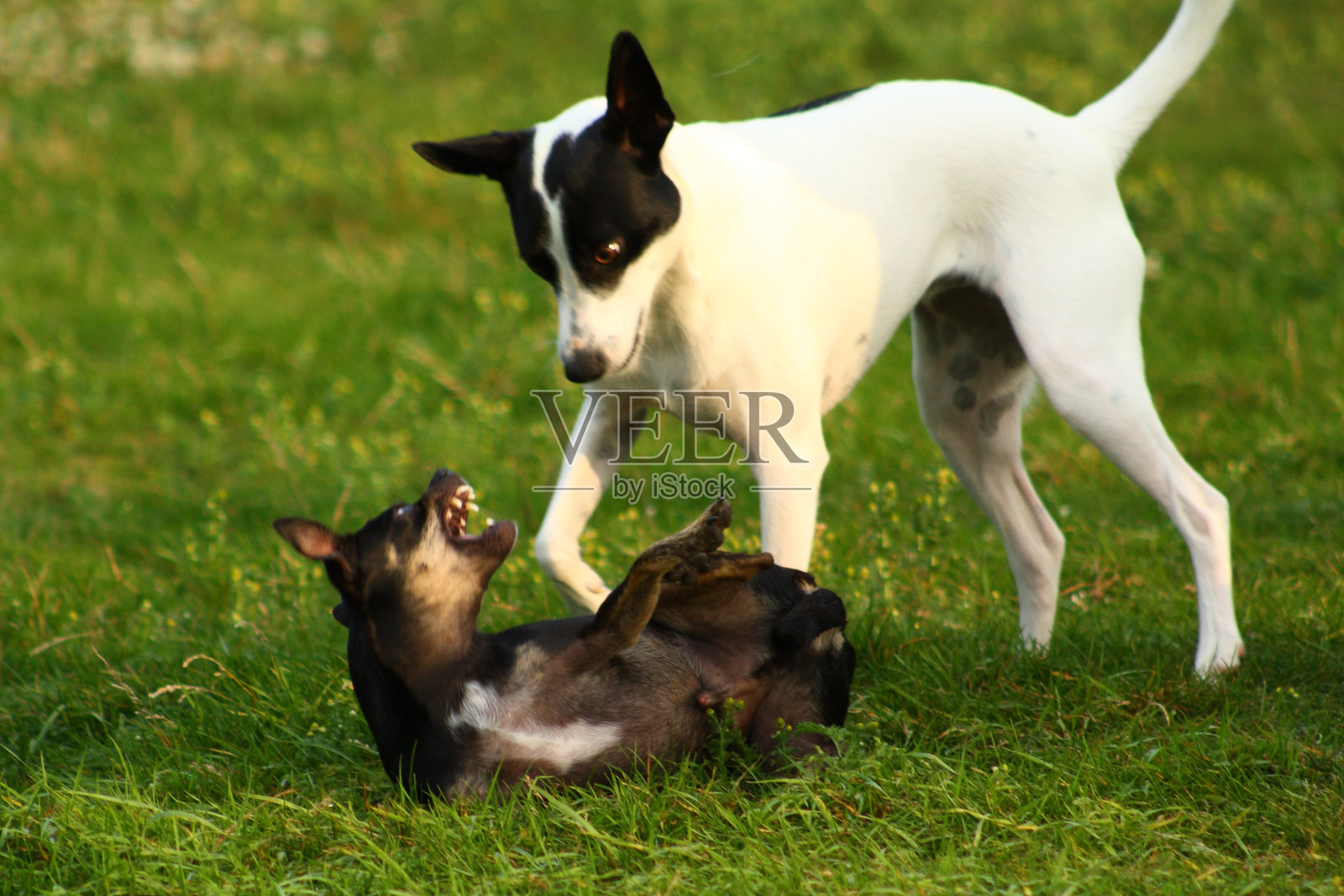 狗狗玩照片摄影图片