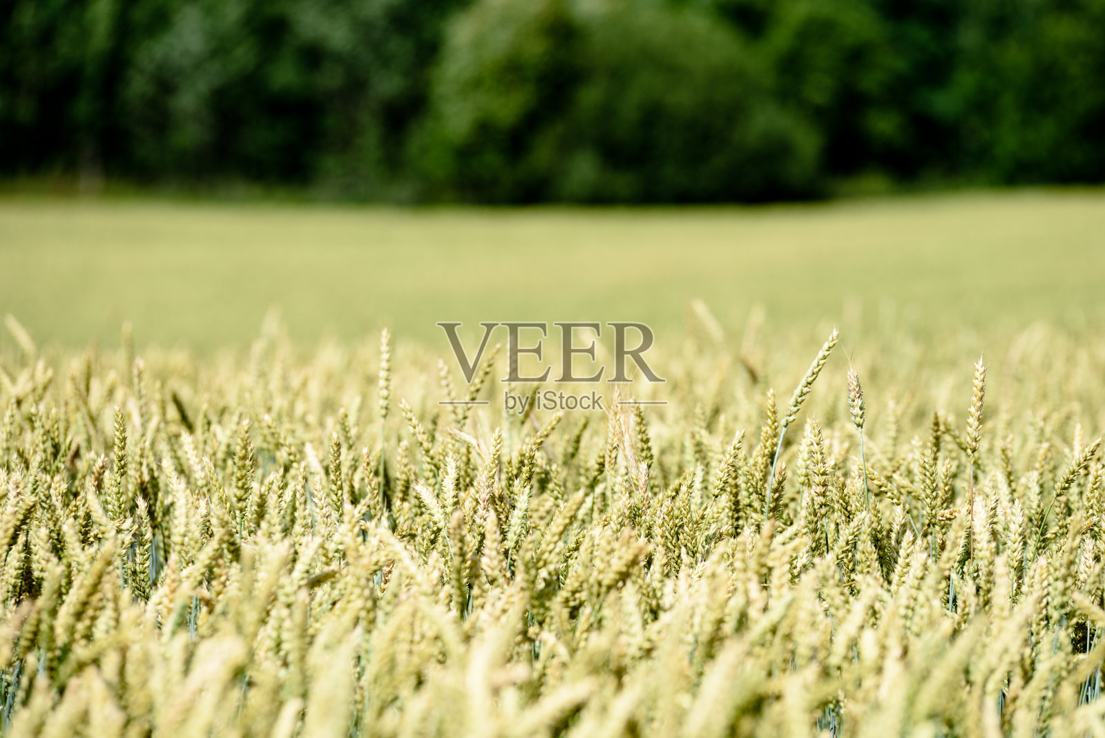 夏季景观与麦田和云彩照片摄影图片