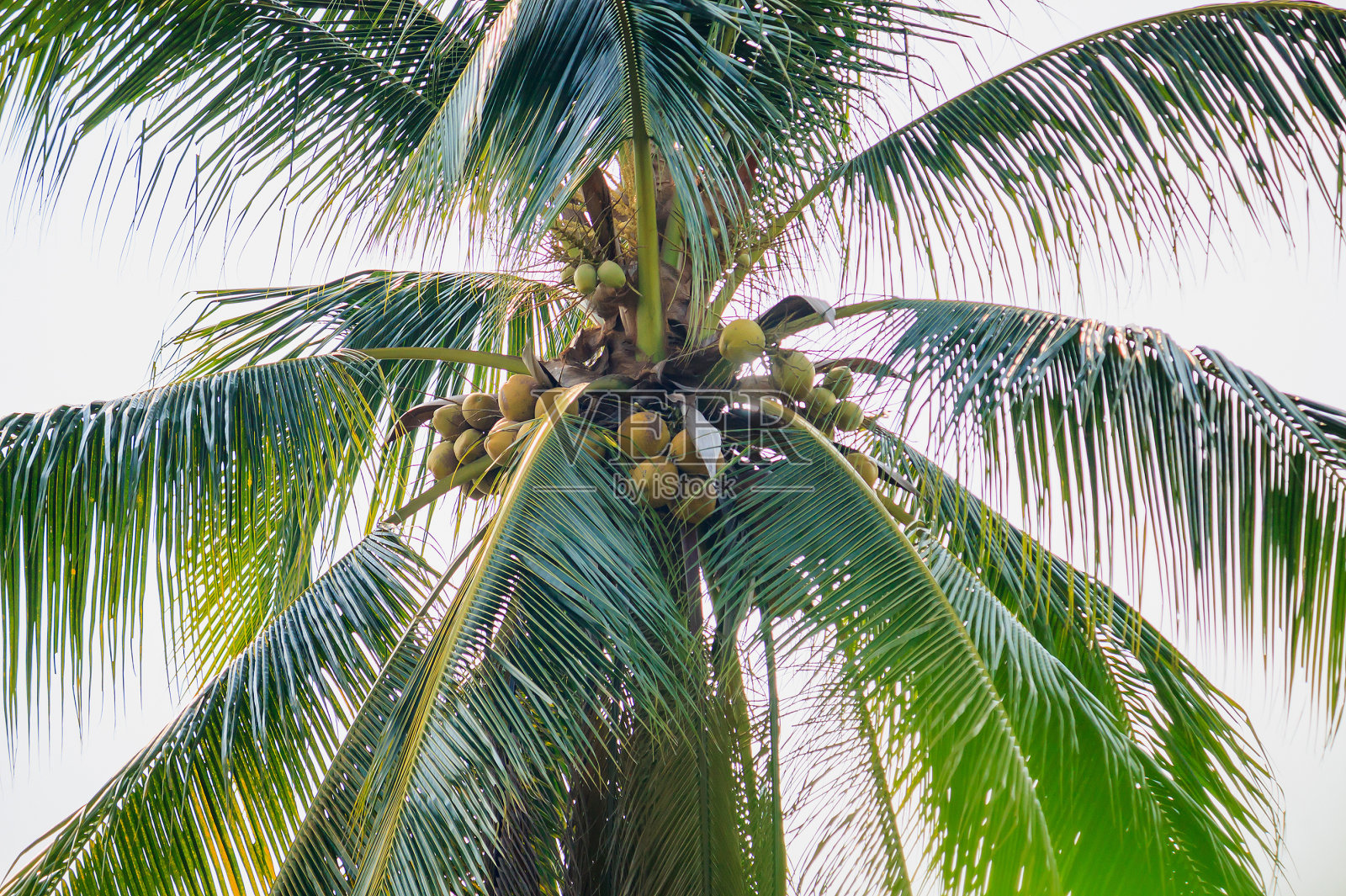 椰子树上的椰子照片摄影图片