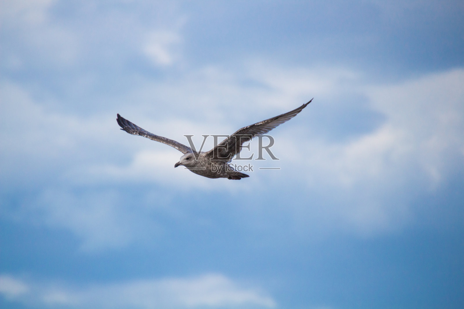一个在蓝天飞行的海鸥的特写照片摄影图片