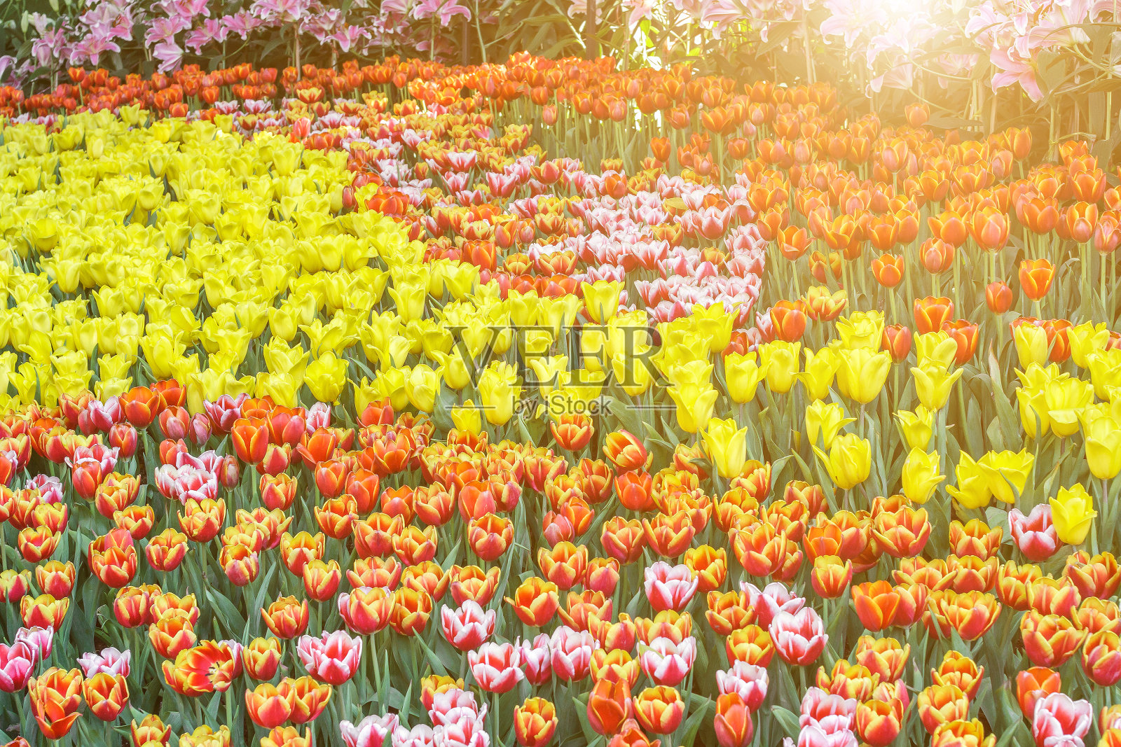 美丽的郁金香花和绿叶背景在花园在冬天或春天的一天为明信片。美观装饰与农业理念概念设计。照片摄影图片