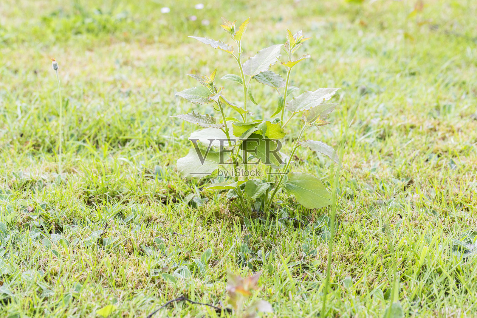 草坪草中的杂草、害虫和寄生虫照片摄影图片