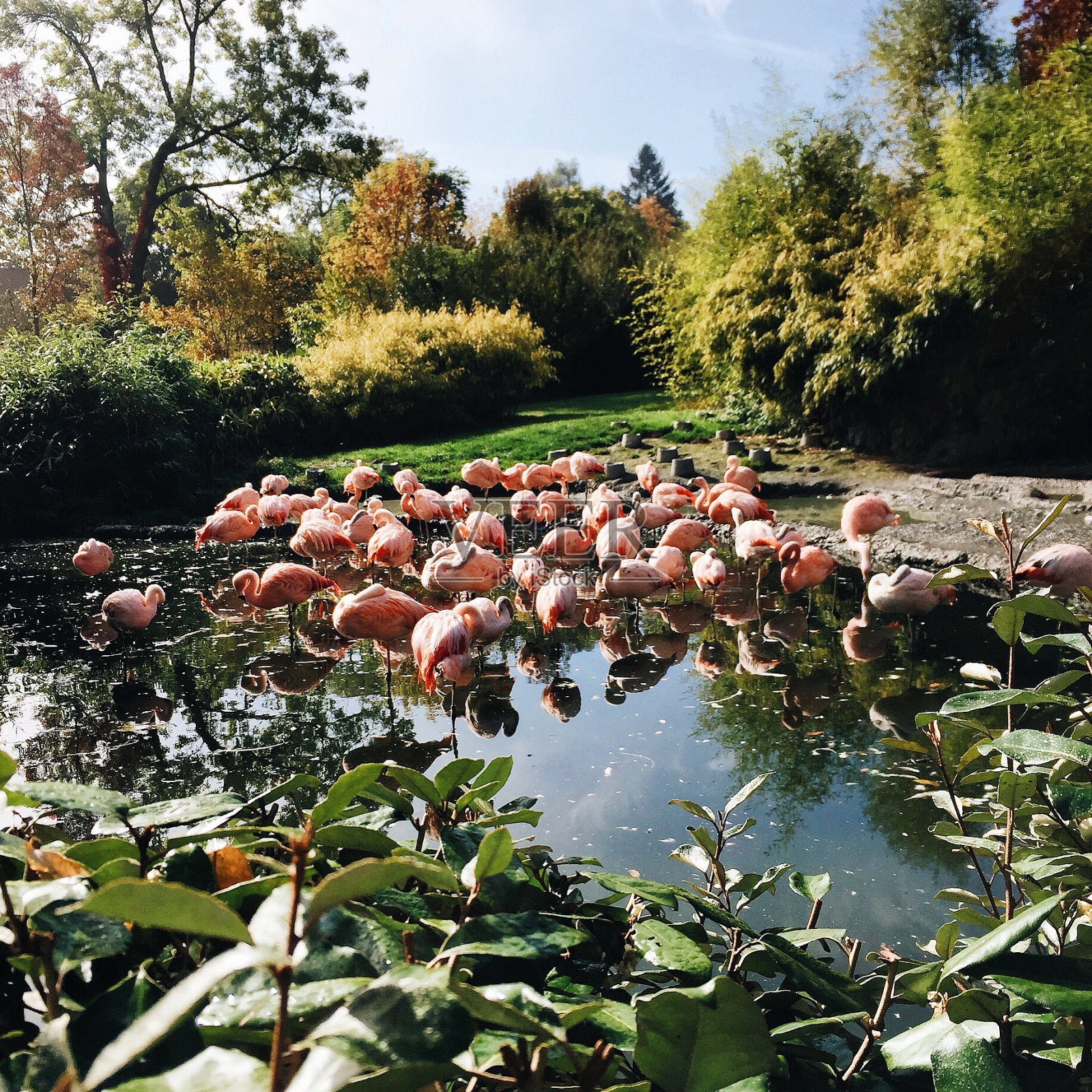 火烈鸟群水照片摄影图片