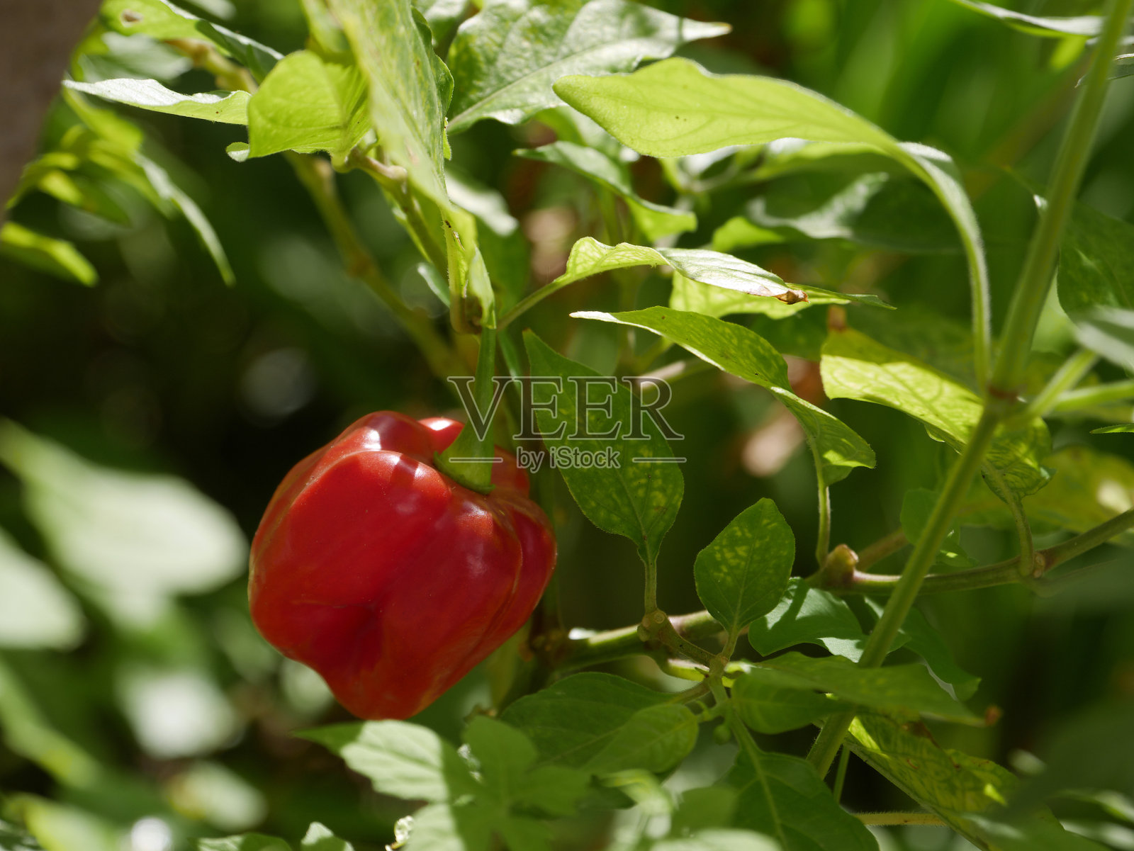 辣椒在植物中照片摄影图片
