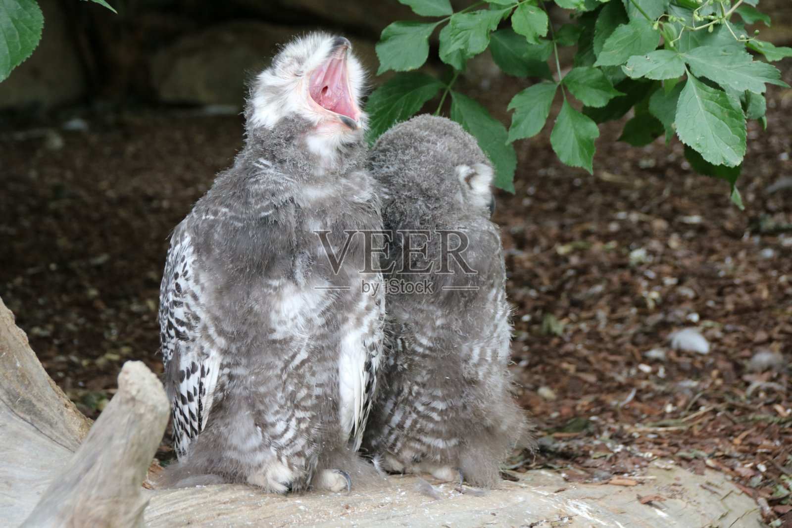 小黄眼雪鸮(Bubo scandiacus)照片摄影图片