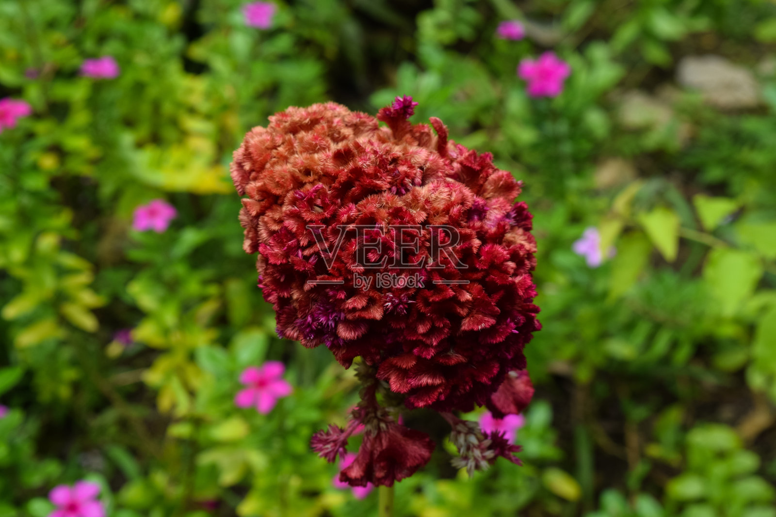 马来西亚Tioman岛的丛林。亚洲野生植物照片摄影图片