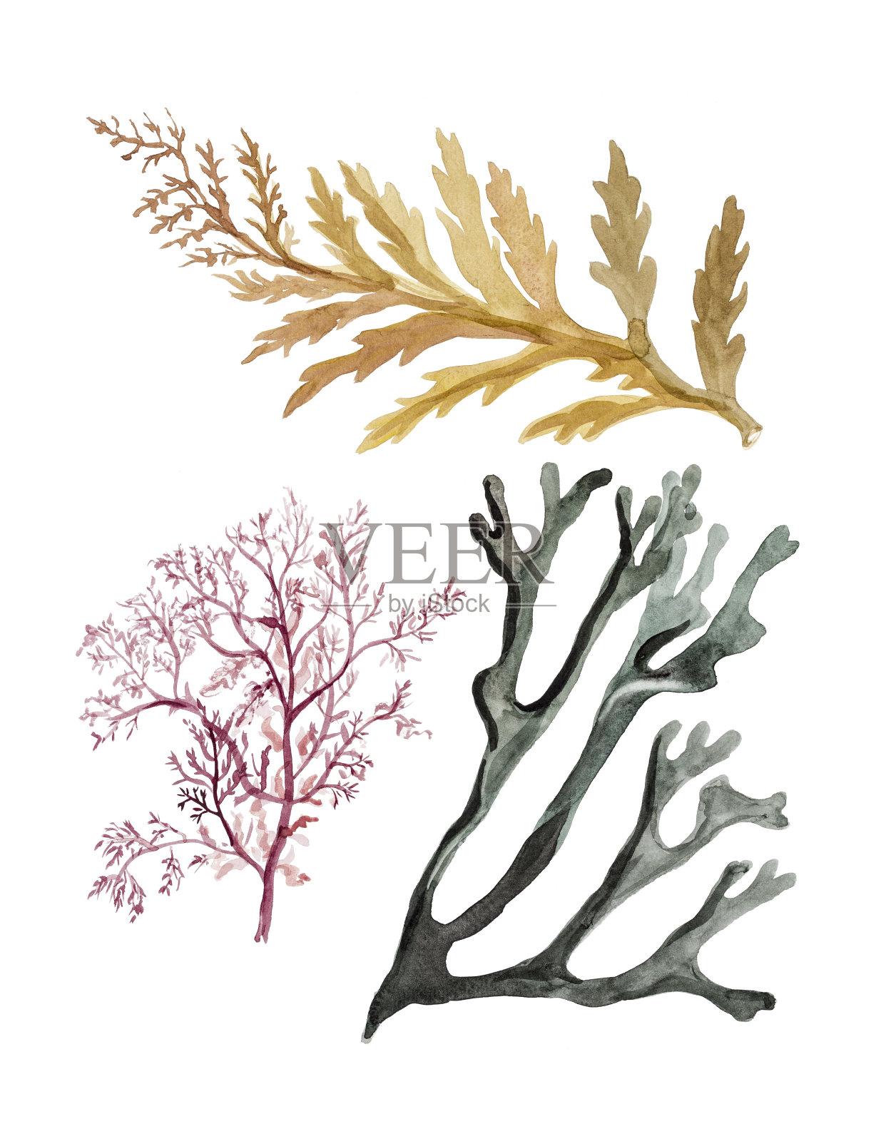 贝壳和海草插画图片素材