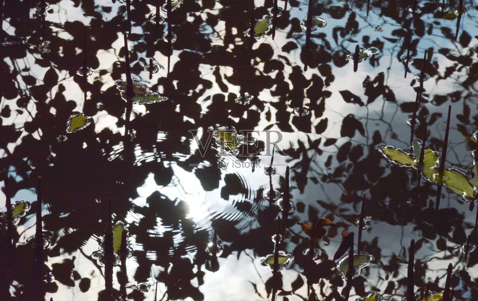 红树林水面上的阳光反射照片摄影图片